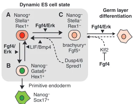 Fig. 2. Dynamic state of mouse ES cells. Mouse embryonic stem (ES)for primitive endoderm (PE) (Gata6germ layer differentiation (Fgf5cells exhibit great heterogeneity, whereby some cells appear to betransiently primed for differentiation