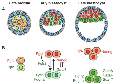 Fig. 3. Fgf4-Fgfr2 signaling drives stable segregation of epiblastand primitive endoderm
