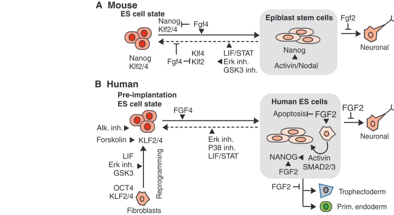 Fig. 4. FGF/Erk signaling stabilizes the metastable state of EpiSCs and hES cells. (Hanna et al., 2010)