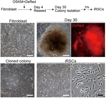 Fig. 1. Method for establishment of intermediately reprogrammed stemcells (iRSCs). Human iRSCs are derived from TIG1 fibroblasts by retroviraltransduction of OSKM (Oct4, Sox2, Klf4 and c-Myc)