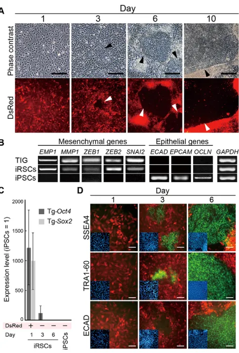 Fig. 3. Conversion of iRSCs to iPSCs through mesenchymal-epithelialtransition (MET).duplicate