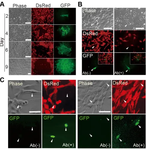 Fig. 5. Reprogramming of OG-iRSCs to iPSCs. (A) Visualization of OCT4culture. GFP was detected using an anti-GFP antibody at 24 h (right panels).By 48 h, GFP was clearly detectable without antibody (left panels).Arrowheads indicate DsRed10% GFPexpression a