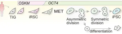 Fig. 7. Route of human somatic reprogramming to iPSCs. In humanafter establishment of symmetric division of OCT4somatic reprogramming, silencing of exogenous OSKM genes and activationof OCT4 occur before the key event of MET