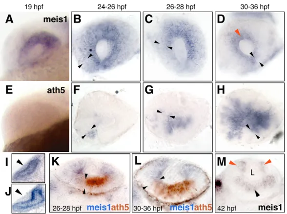 Fig. 1. meis1(and becomes restricted to the CMZ.  retracts accompanying the ath5 wave(A-D) meis1 andE-H) ath5 expression analyzed by single in situ