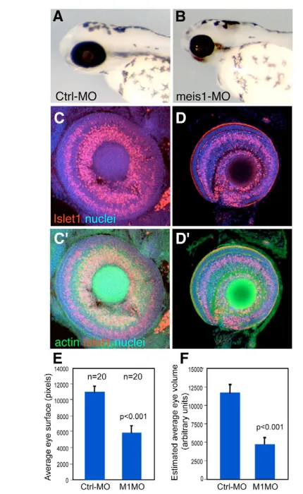 Fig. 2. meis1control-MO and cells than control eyes (C,Cmorphants show apparently normal retina lamination (D,D(nuclei), rhodamine-phalloidin (filamentous actin) and Islet1, whichlabels GCL nuclei and some in the INL