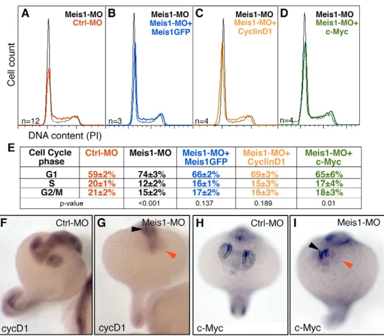 Fig. 4. Clonal overerexpression of meis1prevents differentiation and results in cell sorting.sections from confocal expressing clones induced genetically in developing eyes
