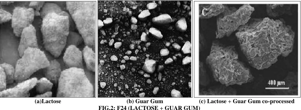 FIG.2: F24 (LACTOSE + GUAR GUM)  spherical, porous structures which show good free 