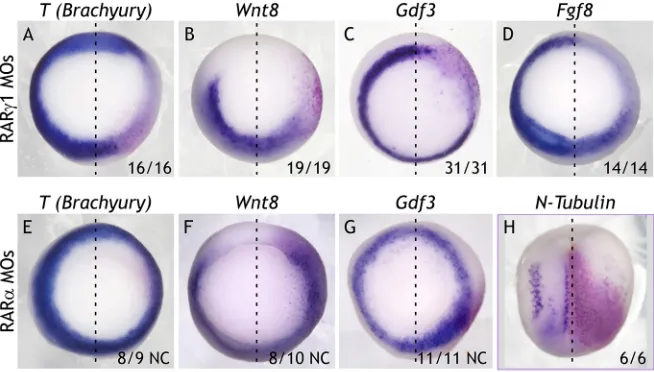 Fig. 1. RARγ1 is required for the expressionof mesoderm markers. (A-D) Embryos were
