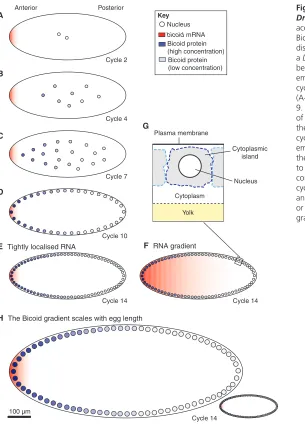 Fig. 1. Schematic of the Bicoid gradient in the syncytialDrosophilaand surrounding cytoplasm