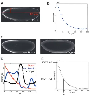 Fig. 2. Bicoid forms a nuclear concentration