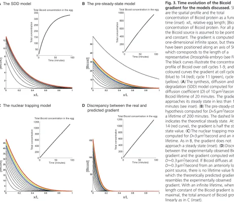 Fig. 3. Time evolution of the Bicoid