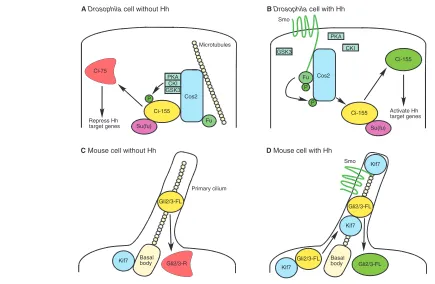 Fig. 4. Hedgehog signaling complex function in Ddenote homologs. (rosophila and mouse