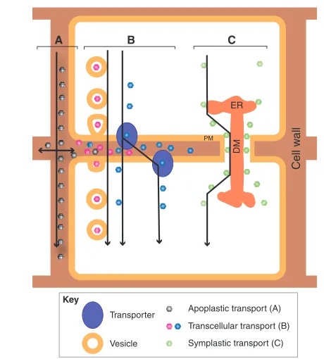 Fig. 2. Modes of intercellular movement. (membranes and can occur by secretion and subsequent endocytosis,diffusion or transporter activity