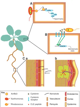 Fig. 5. Some pathogens can usurp intercellularregulatory pathways.peptides that lead to the dedifferentiation and theenlargement of cells that develop into feeding cells (largecells in green) for the nematodes (genes that eventually lead to hypertrophy