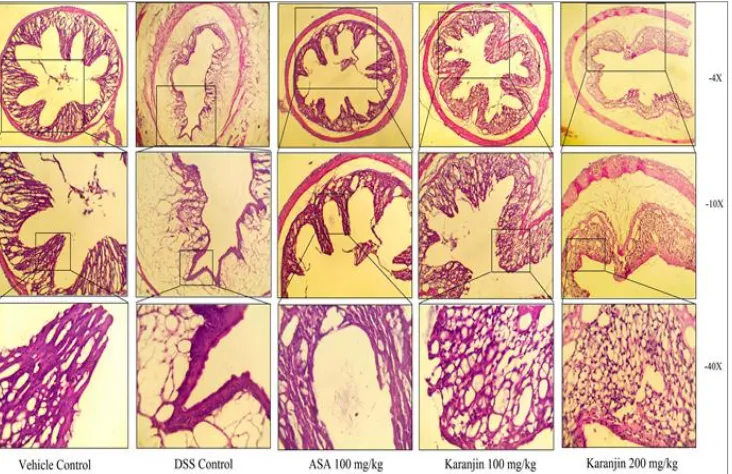 FIG. 2: REPRESENTATIVE LIGHT MICROGRAPH OF VEHICLE CONTROL C57BL/6 MICE COLON SHOWING NORMAL  ARCHITECTURE OF COLON, DSS-CONTROL GROUP COLON SHOWING DESTRUCTION OF EPITHELIAL ARCHITECTURE WITH LOSS OF CRYPTS AND EPITHELIAL INTEGRITY, SUBMUCOSAL EDEMA, AND 