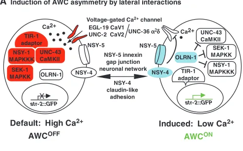 Fig. 2. Left-right AWC asymmetry is controlled by calcium.(activity in the induced AWCregulation
