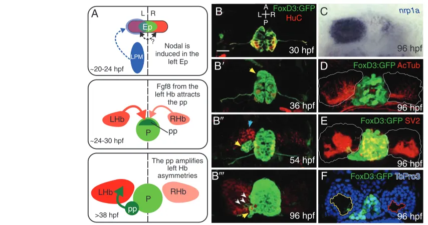 Fig. 5. Asymmetric development of the zebrafish epithalamus. The zebrafish epithalamus begins as a symmetrical cell population and