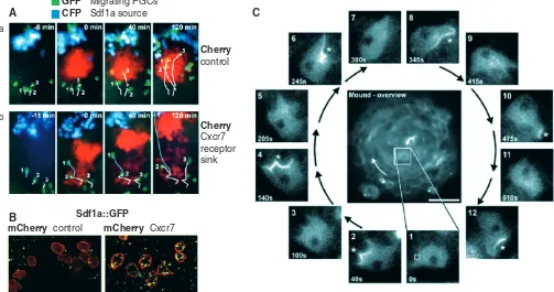 Fig. 4. Imaging cell migration during morphogenesis. (Sdf1a source labeled with CFP (blue) in a zebrafish Sdf1a mutant (cells that express Cxcr7 (labeled with Cherry, red) (cells that express Cxcr7 (labeled with mCherry, red) endocytose Sdf1a fused to EGFP