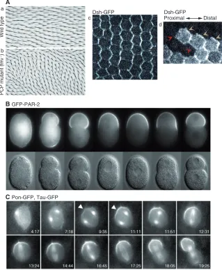 Fig. 3. Cell polarization.edge (permission, from Axelrod (Axelrod, 2001) and Usuiet al