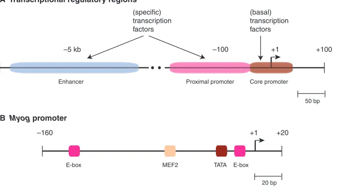 Fig. 1. Cis-acting DNA transcription-