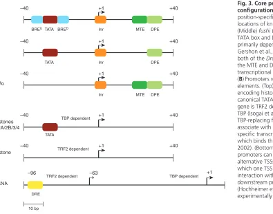 Fig. 3. Core promoter elementconfigurations.TATA box and DPE. primarily dependent on the DPE site (Juven-Gershon et al., 2008)