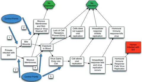 Figure 2. Transmission pathway from SIV-infected De Brazza’s monkey to a human.