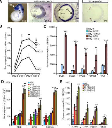 Fig. 1. COCO is a potent retinal andphotoreceptor inducer. (A) In situhybridization on E9.0 mouse embryos(whole mount) revealed Cocoexpression in the optic vesicle (ov),forebrain (fb) and neural tube, and inthe neural retina (NR) at E14.5 and P1(sections)