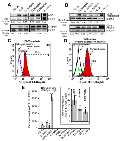 Fig. 2. COCO induces the generation of a highly enriched S-cone photoreceptor population