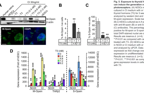 Fig. 5. Exposure to thyroid hormonecan induce the generation of M-conephotoreceptors. (A) hESCs werecultured in CI medium with or withoutthyroid hormone (T3) for 3 weeks andanalyzed by western blot and IF forM-opsin expression