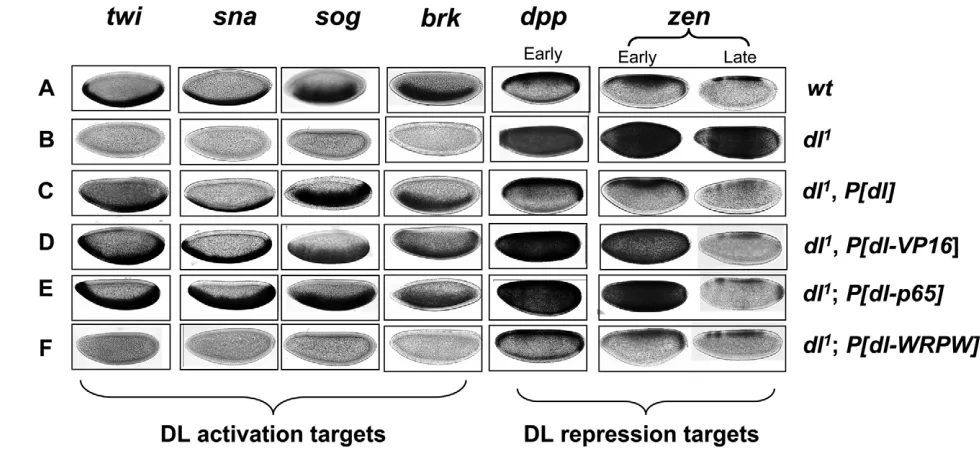 Fig. 2. Activation and repression of DL target genes by maternally expressed DL variants