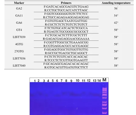 FIG. 1: FRAGMENT LENGTH ANALYSIS BY PAGE; M, 50-BP LADDER 