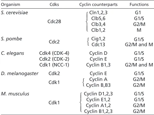 Table 1. Essential Cdks in select species, their cyclincounterparts and the cell cycle phase or transition theyprimarily regulate