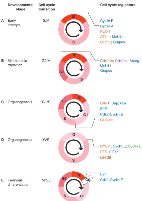 Fig. 1. Modulation of the cell cycle during development.Schematic of the key developmental stages, cell cycle transitions andprincipal cell cycle regulators discussed in the main text