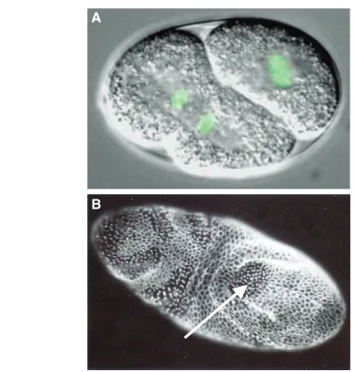 Fig. 2. Lineage-specific cell cycle progression during C. elegansembryo that carries a GFP-Histone 2B fusion protein imaged using dualtime-lapse differential interference contrast (DIC) and fluorescencemicroscopy