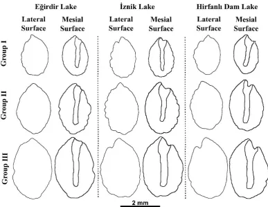 Figure 5: Lateral otolith surface SEM images of the  Atherina boyeri from Lake Eğirdir (a), Lake İznik (b), and Hirfanlı Dam Lake (c)
