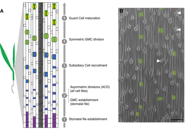 Fig. 1. Stomatal development in Brachypodium asmodel to study the progression of asymmetricdivisions