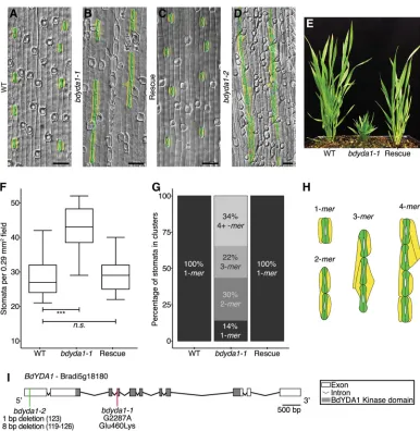 Fig. 2. BdYDA1instomata forfrom base (third from main tiller) at 27 dpg].were imaged and quantified.significant (based on Kruskal is required for proper spacing of stomata