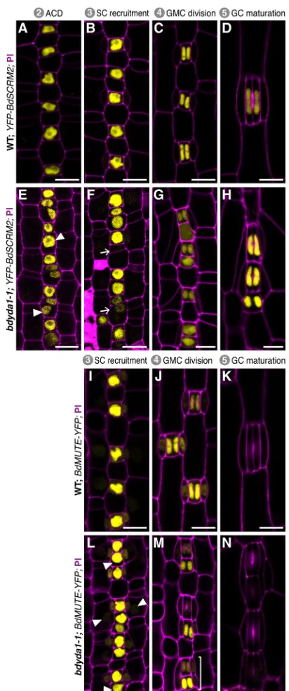 Fig. 4. Misexpression of stomatal fate reporters in bdyda1-1 mutants isconsistent with the terminal fate specification defects