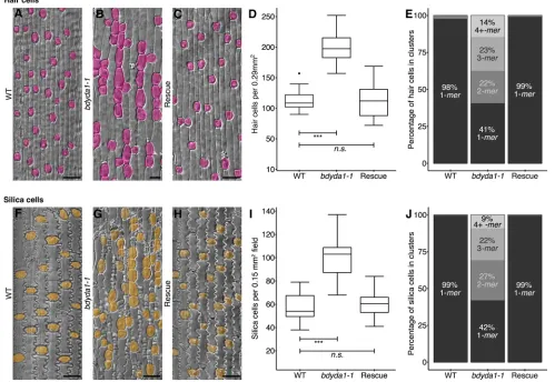 Fig. 5. bdyda1-1silica cells forclustering of quantified silica cells inindividuals for WT control,***Silica cells are false-colored orange