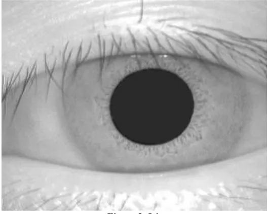 Figure 2. Iris 