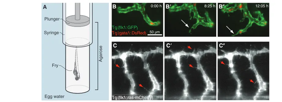 Fig. 6. Vascular endothelial cell dynamics at long and short time scales. Dynamics in cell migration are captured with high-speed SPIM time-sequence monitoring the sprouting of a vessel (arrow) in the head of a 24 hpf zebrafish