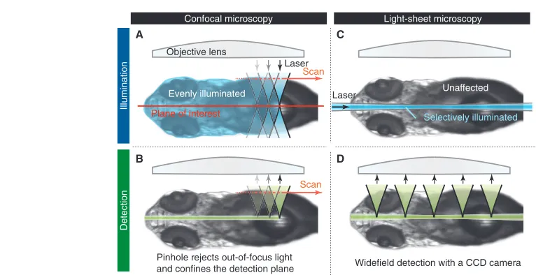 Fig. 2. Advantages of light-sheet microscopy compared with confocal microscopy. Light-sheet microscopy features faster acquisition andmicroscopy (sample (A), thereby exposing the sample to high-intensity light not only in the plane of interest, but also ab