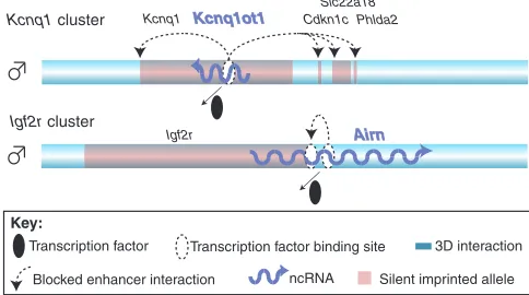 Fig. 4. Models of gene silencing by imprinted macro ncRNAs.Imprinted macro ncRNAs might use different modes of silencing intissues, only a few genes are silenced by the ncRNA in the Igf2r reported in the embryo