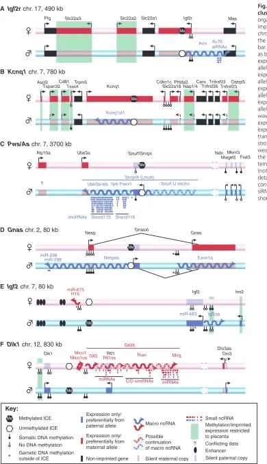 Fig. 1. Six well-studied imprintedclusters. (A-F) The genomicorganisation of six well-studied mouseimprinted clusters