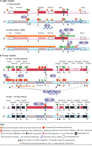 Fig. 3. Allele-specific histone