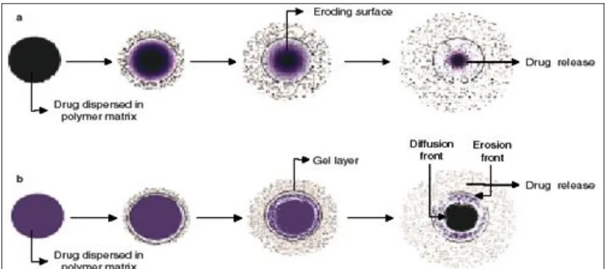 FIGURE 1: SCHEMATIC DRUG RELEASE FROM MATRIX DIFFUSION CONTROLLED-RELEASE DRUG  DELIVERY SYSTEMS WITH THE DRUG HOMOGENOUSLY DISPERSED IN: (a) an erodible polymer matrix; and (b) a hydrophilic, sellable polymer matrix 6, 7 