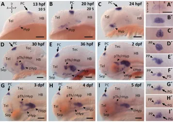 Fig. 1. bsxexpression visualized by WISH. (A-I) Lateralviews of head region of zebrafish embryos,and (A expression during zebrafishembryonic development