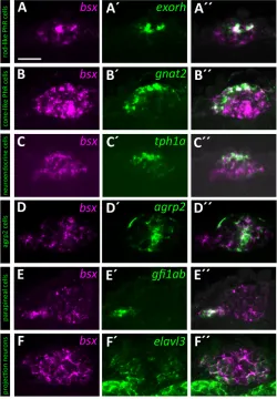 Fig. 2. bsxneurons.genes (as indicated in green, A is expressed in all cell types of the PC except projection (A-F″) Double-fluorescent WISH of 3 dpf wild-type zebrafishembryos detects expression of bsx (magenta, A-F), PC type-specific marker′-F′), and mer