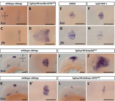 Fig. 3. Bmp but not Wnt signaling regulates bsx(I,J,K,L) lateral views, orientations as indicated in (J)