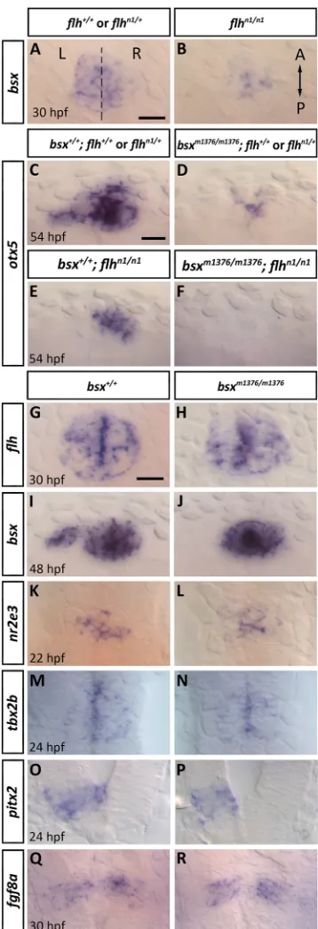 Fig. 5. Epistatic positioning of bsx in the PC transcriptional network.(A-R) Expression of mRNAs encoding PC transcription factors or signalsanalyzed by WISH at indicated stages